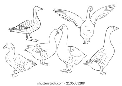 Hand drawn goose isolated. Engraved style vector illustration. Template for your design works.