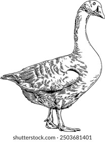 Hand drawn Goose Sketch Illustration