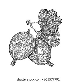 Hand drawn gooseberries branch vector illustration. Berry sketch isolated on white background. Black and white drawing vintage