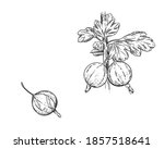 Hand drawn gooseberry branch, leaf and berry. Engraved vector illustration. Dewberry. Elements in graphic style label, card, sticker, menu, package, poster.