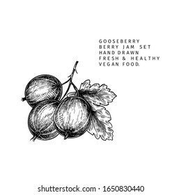 Hand drawn gooseberry branch, leaf and berry. Engraved vector illustration. Dewberry agriculture plant. Summer harvest, jam or marmalade vegan ingredient. Menu, package, cosmetic and food design
