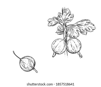 Hand drawn gooseberry branch, leaf and berry. Engraved vector illustration. Dewberry. Elements in graphic style label, card, sticker, menu, package, poster.