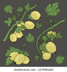Hand drawn gooseberry set
