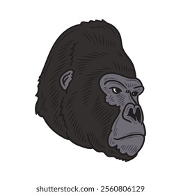 Hand Drawn Gorilla Illustration Colored - 07