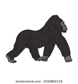 Hand Drawn Gorilla Illustration Colored - 02