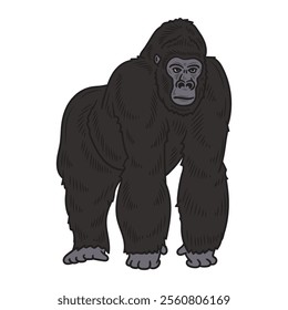 Hand Drawn Gorilla Illustration Colored - 10