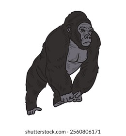 Hand Drawn Gorilla Illustration Colored - 09