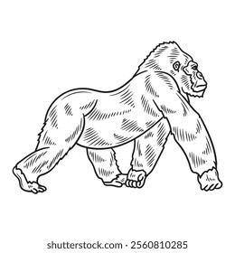 Hand Drawn Gorilla Illustration Colorless - 02