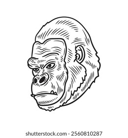 Hand Drawn Gorilla Illustration Colorless - 03