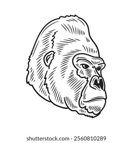 Hand Drawn Gorilla Illustration Colorless - 07