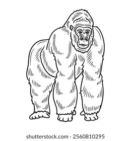 Hand Drawn Gorilla Illustration Colorless - 10