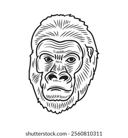 Hand Drawn Gorilla Illustration Colorless - 14