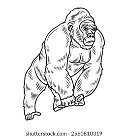 Hand Drawn Gorilla Illustration Colorless - 09