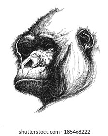 hand drawn gorilla realistic vector eps 8
