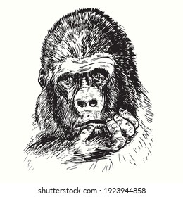 Hand drawn gorilla with serious face holding hand on chin. Ink black and white drawing