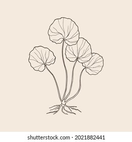 Hand drawn gotu kola. Centella asiatica drawing