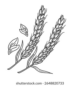 Plantas de grãos desenhados à mão e cereais, cevada de centeio e espigões de orelha de trigo. Ilustração do vetor do esboço do conceito de alimento da padaria