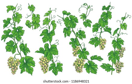 Hand drawn grape branches, bunches  with ripe berries isolated on white background. Green grapes set. Vector sketch. 