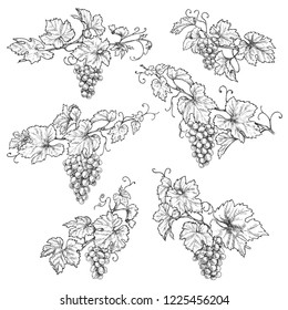 Hand drawn grape branches isolated on white background. Grapes bunch and leaf vector sketch. Black and white floral illustration. 