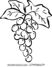 Hand Drawn Grape Bunch with Leaves Outline Vector Illustration