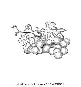 Hand drawn grape bunches and leaves. Engraving style. Isolated objects on white background. Vector illustration