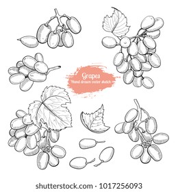 Hand drawn grape collection sketch style. Natural vegeterian food set. 