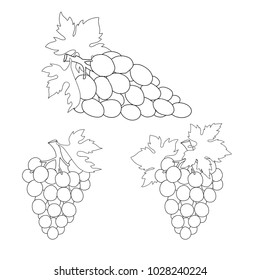Hand drawn grape contour for coloring. Set of grapes sketch. Vector illustration.
