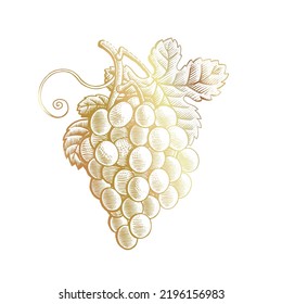 Hand drawn grape engraving style illustration. Bunch of grapes gold line scratchboard. Vintage vine logo