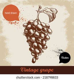 Hand drawn grape illustration on grunge background. Sketch style eco food illustration.