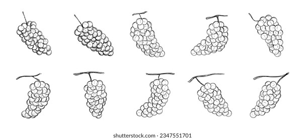 Hand Drawn Grape Illustration