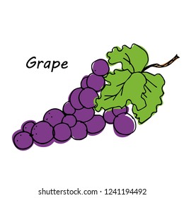 Hand drawn Grape isolated on white background. vector illustration.