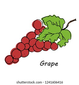 Hand drawn Grape isolated on white background. vector illustration.