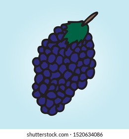Hand drawn grape isolated on blue background in unique trendy organic style. Vector illustration for menu design, packaging, cooking book.
