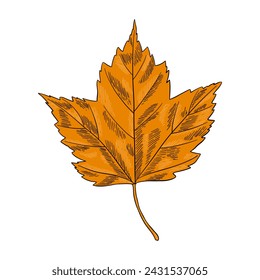 hand drawn grape leaf illustration