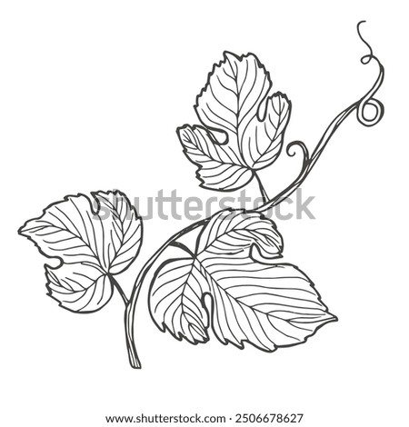 Hand drawn grape leaf sketch. Wine vine close up outline, leaves, berries. Black and white clip art isolated on white background. Antique vintage engraving illustration for design wine.