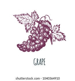 Hand drawn grape on white background. Vector illustration. Vegetarian food sketch. Farm market product.