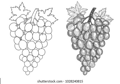 Hand drawn grape. Set of grapes branches: sketch and contour. Vector illustration. 