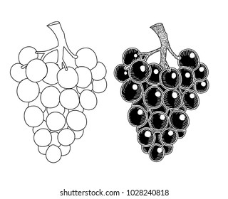 Hand drawn grape. Set of grapes branches: ink sketch and contour. Black and white vector illustration.
