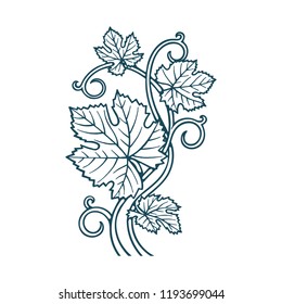 Hand drawn grape vine illustration.