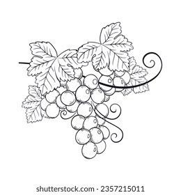 hand drawn grape vine outline illustration.