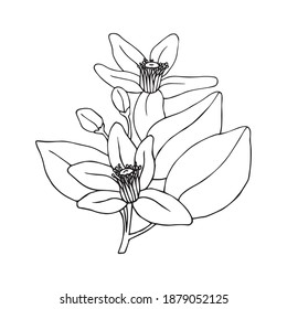 Hand drawn grapefruit flower on a white background. Symbol of prosperity and well-being.