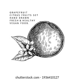 Hand drawn grapefruit fruit and leaf. Engraved vector illustration. Sweet citrus exotic plant. Summer harvest, jam or marmalade vegan ingredient. Menu, package, cosmetic, food design