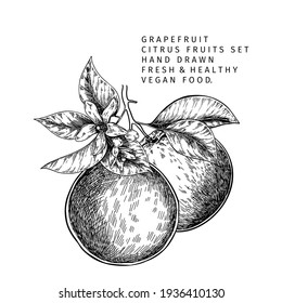 Hand drawn grapefruit fruit and leaf. Engraved vector illustration. Sweet citrus exotic plant. Summer harvest, jam or marmalade vegan ingredient. Menu, package, cosmetic, food design