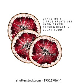 Hand drawn grapefruit fruit and leaf. Engraved vector illustration. Sweet citrus exotic plant. Summer harvest, jam or marmalade vegan ingredient. Menu, package, cosmetic, food design