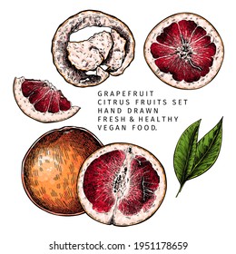 Hand drawn grapefruit fruit and leaf. Engraved vector illustration. Sweet citrus exotic plant. Summer harvest, jam or marmalade vegan ingredient. Menu, package, cosmetic, food design