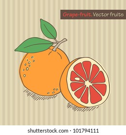 Hand drawn grape-fruit. Vector illustration