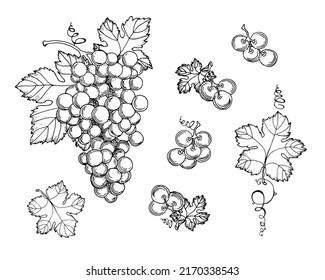 Hand drawn grapes, berries. Leaves and branches. Vines close-up, leaves, berries. Vintage engraving for designer wine. Black and white pictures on a white background.