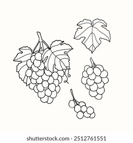 Ilustração de ramos de uvas desenhadas à mão