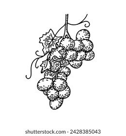 Manojo de uvas dibujadas a mano en estilo grabado. Ilustración de estilo grabado de comida de verano. Boceto vegetariano detallado. Ideal para etiqueta, póster, impresión, menú