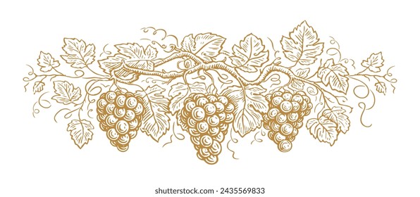 Hand drawn grapes and leaves. Sketch of grapevine vector illustration isolated on white background